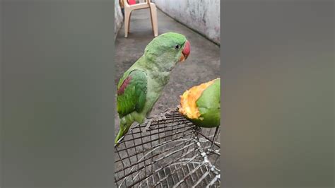 Mithu Mummy Mithu Bete Talking Parrot Mithu Eating Mango Youtube