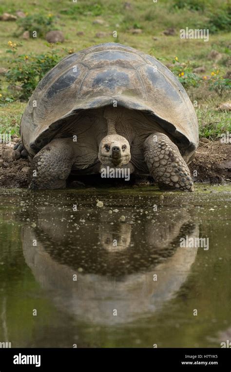 El volcán Alcedo tortuga gigante Chelonoidis nigra vandenburghi en el