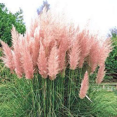 200 Ornamental PINK PAMPAS GRASS Cortaderia Selloana Seeds Etsy