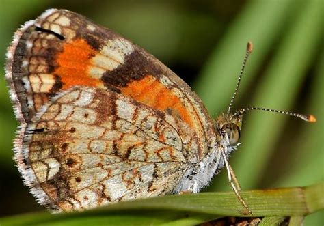 Phaon Crescent - Phyciodes phaon - BugGuide.Net 