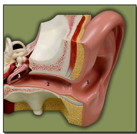 Special Senses Hearing Flashcards Quizlet