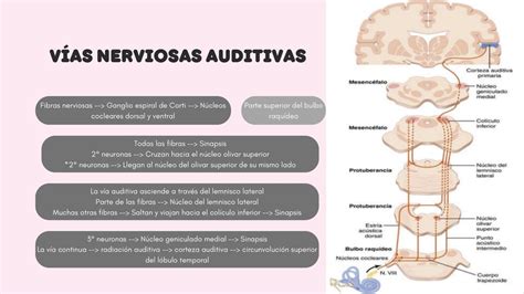 V As Nerviosas Auditivas Bosque Udocz