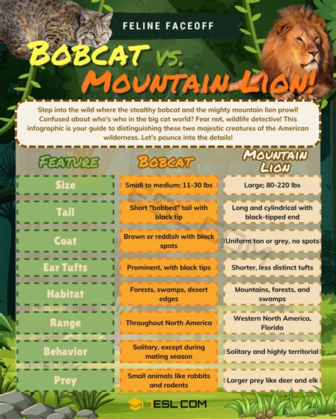 Bobcat Vs Mountain Lion What Are Their Key Distinctions Esl