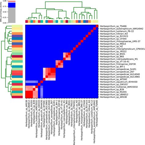 Average Nucleotide Identity Ani Among Species And Strains Of The Download Scientific Diagram