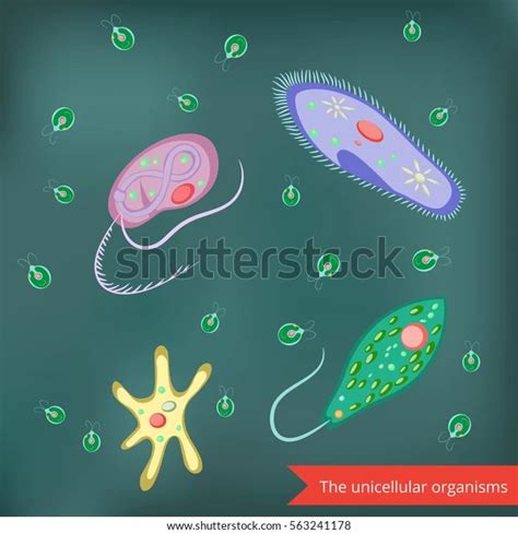 Diagram Of Paramecium And Amoeba Unicellular Organisms Amoeba Paramecium Euglena Chlamydomonas