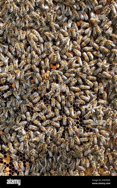 Bee Colony Honey Bee Bee Colonies Beehive Stock Photo Alamy