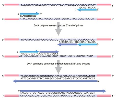 Polymerase Chain Reaction Amplifikasi Dna Inovasi Biologi