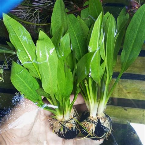 Jual Tanaman Aquascape Amazon Sword Media Wabikusa Shopee Indonesia