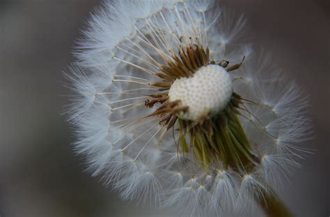 Dandelion Seed Meadow Blow Beauty In Nature Dandelion Seed