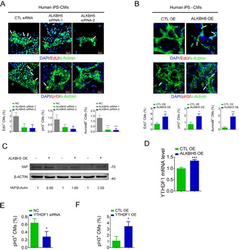 ALKBH5 Regulates Proliferation Of Human Cardiomyocytes A HiPSC CMs