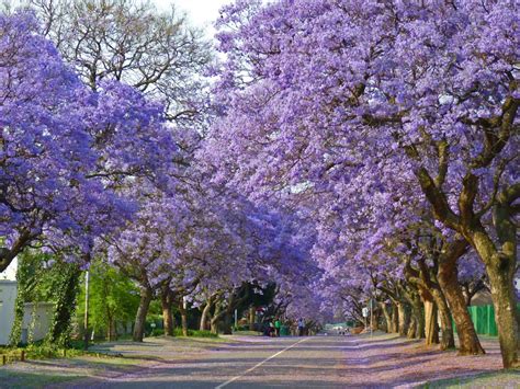 Jacaranda - Desktop Wallpapers, Phone Wallpaper, PFP, Gifs, and More!