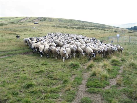 F Te Du Mouton L Estive De Garnier Essor Loire