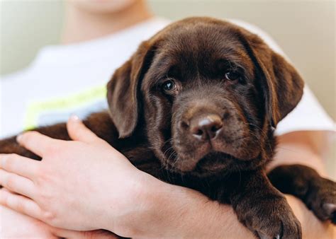 Cu Nto Duerme Un Cachorro Al D A Consejos Para Mejorar H Bitos