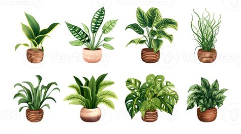 House Plants Set Illustration Collection Transparent Background