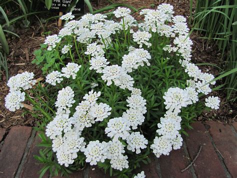 Iberis sempervirens | Perennial garden plans, Perennial garden, Plants