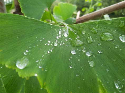 Banco De Imagens árvore Agua Natureza Grama Solta Orvalho