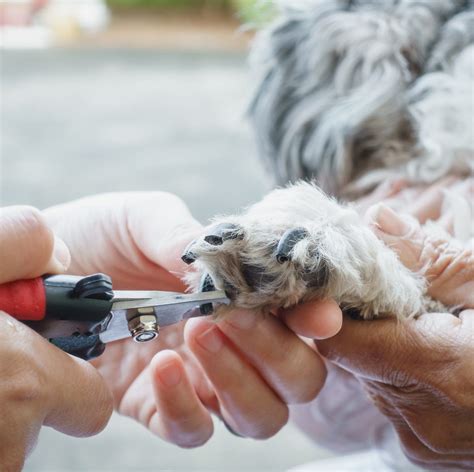 Trick Shows How To Get Your Dog To Sit Still When Cutting Nails