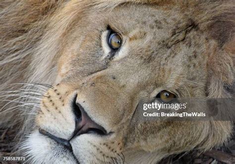 Lion Fur Texture Photos And Premium High Res Pictures Getty Images