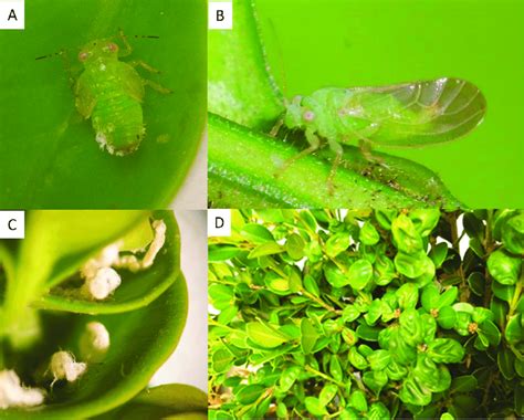 (A) Boxwood psyllid nymph. Photo by Lee Townsend. (B) Boxwood psyllid ...