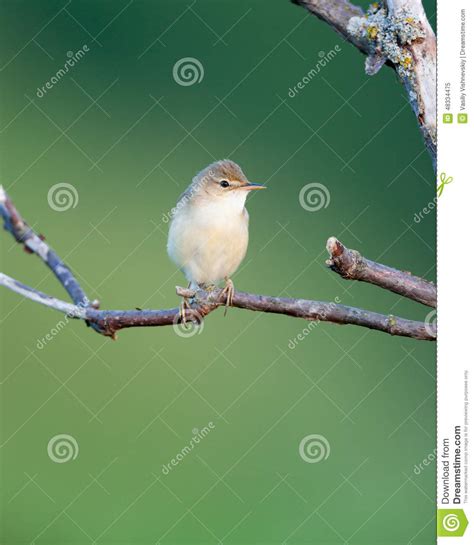 Marsh Warbler Acrocephalus Palustris Stock Image Image Of Marsh