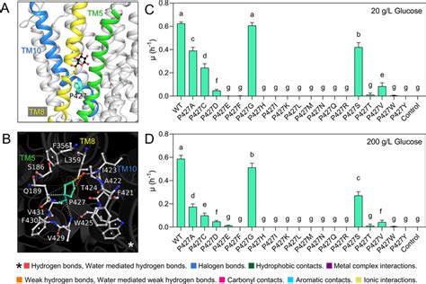 Role Of P In Glucose Transport A Location Of P In Cghxt B