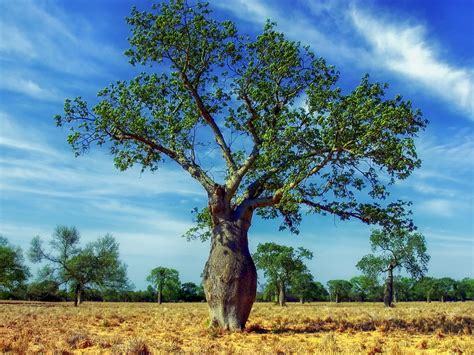 Fotos Gratis Paisaje Rbol Naturaleza Rama Cielo Campo Prado