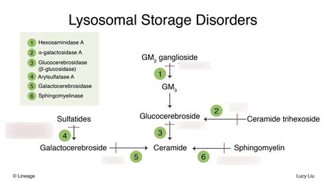 Lysosomal Storage Diseases Diagram | Quizlet