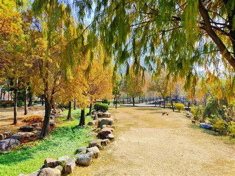 限定夢幻美景—凹子底森林公園落羽松相片輯