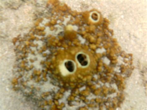 Brown Variable Sponge Digital Camera Neil Demaster Flickr