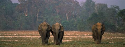 Reviewing closed wildlife trafficking cases in Lao People’s Democratic ...