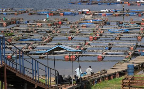 About The Dutch Aquaculture Experts