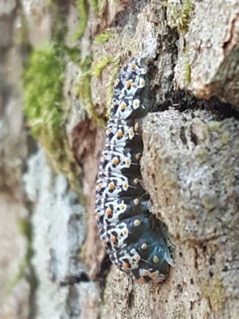 20 Black And White Caterpillars Some Cause Rashes