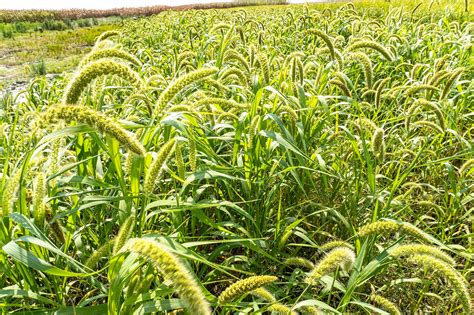 Premium Photo Foxtail Millet Hells Canyon With Scientific Name