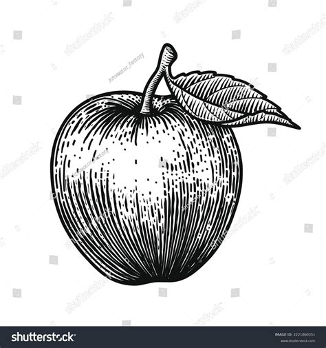 969 Old Fashion Apple Drawing Images Stock Photos Vectors Shutterstock