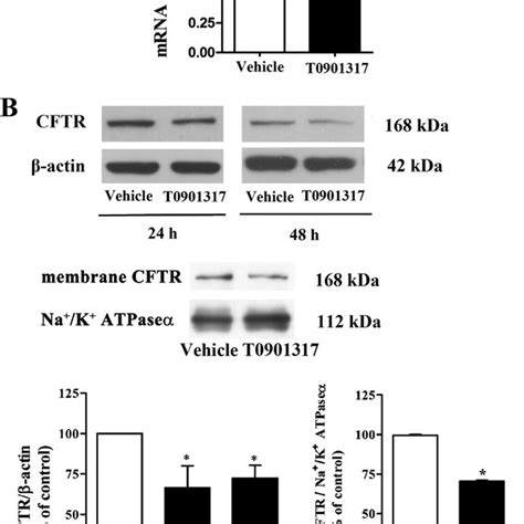 Effect Of Lxr Agonist On The Expression Of Cftr In Mdck Cells Mdck