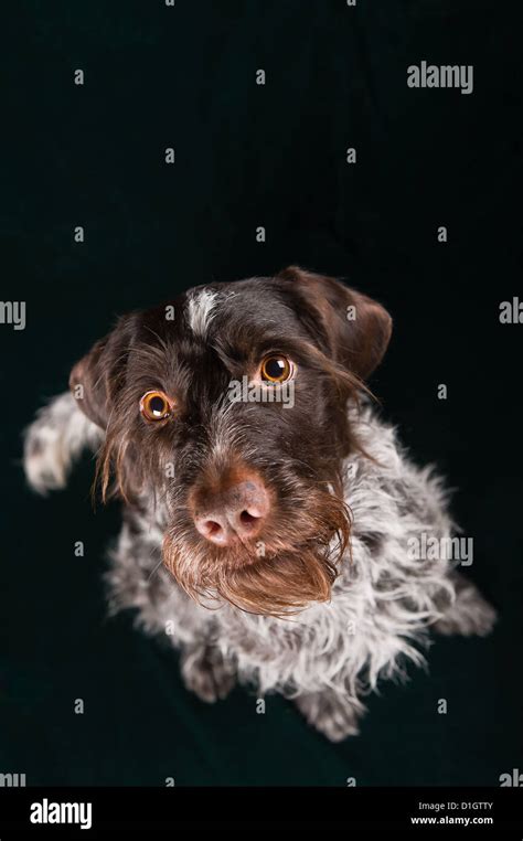 German Wirehaired Pointer Sitting And Stearign Stock Photo Alamy