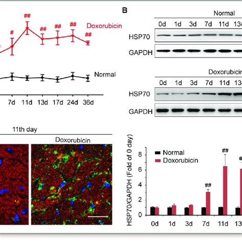 Doxorubicin Elevates The Level Of Hsp Heat Shock Protein In Serum