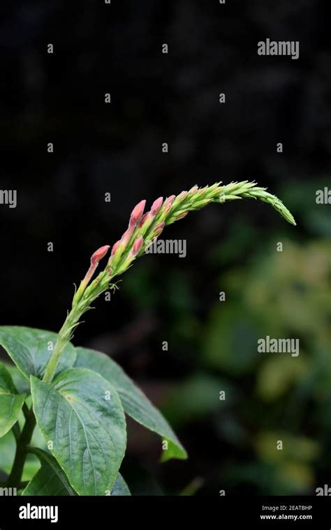 Closeup Of Prickly Chaff Flower Achyranthes Aspera Stock Photo Alamy