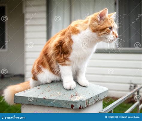 Cute Young Ginger And White Tabby Cat Perched On Pillar Stock Photo