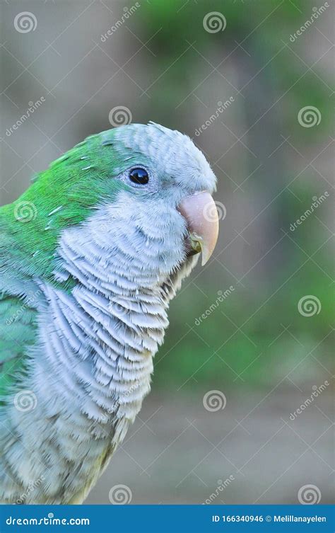 Monk Parakeet Quaker Parrot Myiopsitta Monachus Stock Photo Image Of