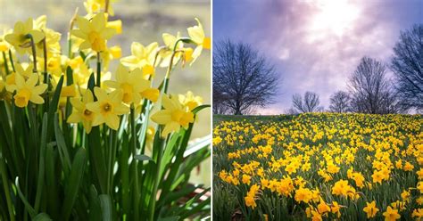 Things You Probably Didnt Know About Daffodils