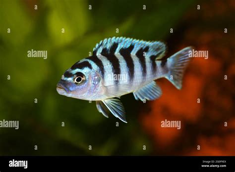 Kenyi Or Kennyi Cichlid Maylandia Lombardoi Aquarium Fish Stock Photo