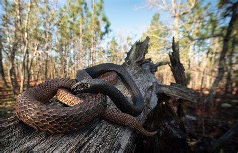 Eastern Coachwhip Coluber Flagellum Flagellum Adam Cooner Flickr