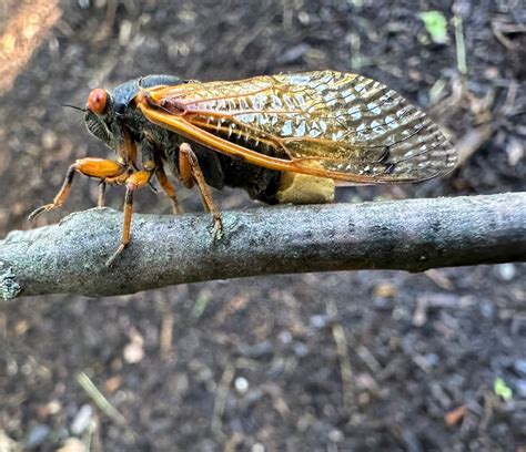 Some Cicadas Are Turning Into Sex ‘zombies’ When Are They Leaving The Washington Post