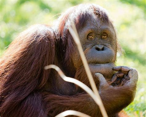 Human intelligence: why are we the smartest primates?