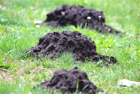 How To Get Rid Of Moles And Any Burrowing Animals Frugal Blossom