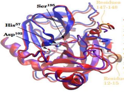 Serine proteases