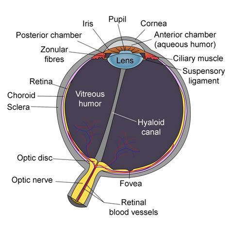 Vitrectomy StatPearls NCBI Bookshelf