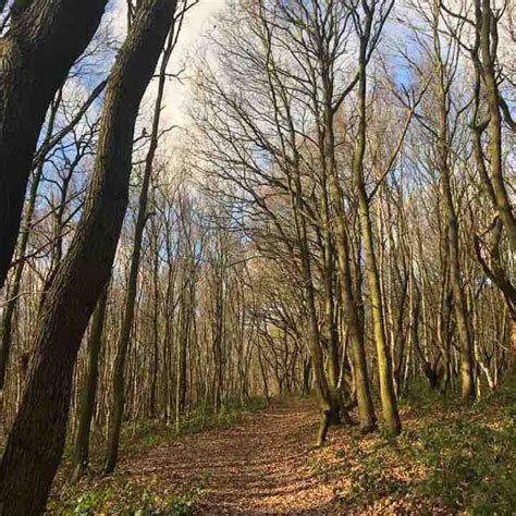 Canklow woods and Boston Park Walk - Sitwell, Rotherham, England | Pacer