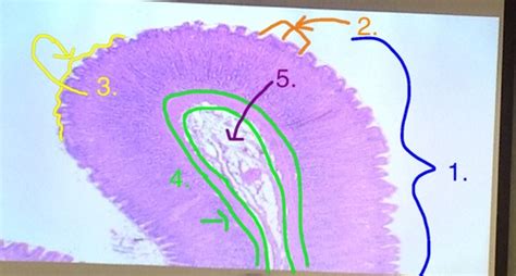 Stomach Histology Flashcards Quizlet